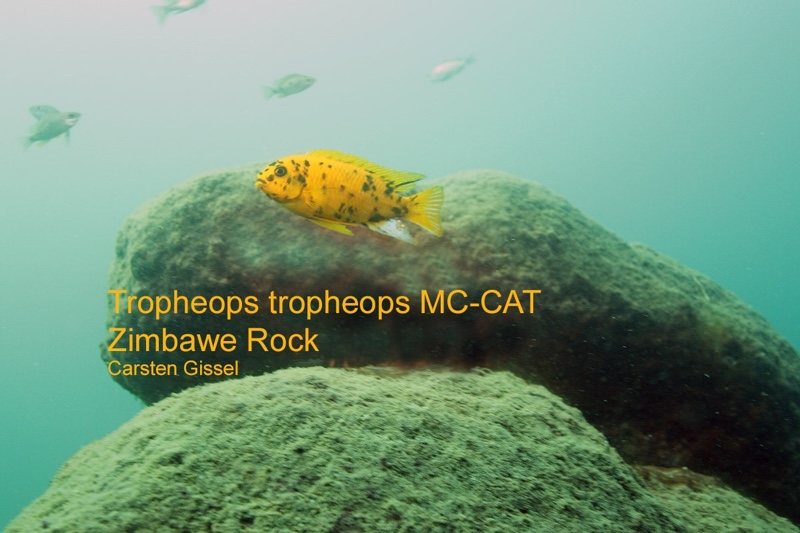 Tropheops sp. 'orange chest' Zimbawe Rock